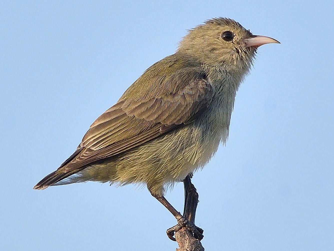 Pale-billed Flowerpecker